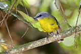 Eastern Yellow Robinborder=